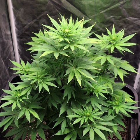 MJ 1702 - Auto XXL growlog timeline photo