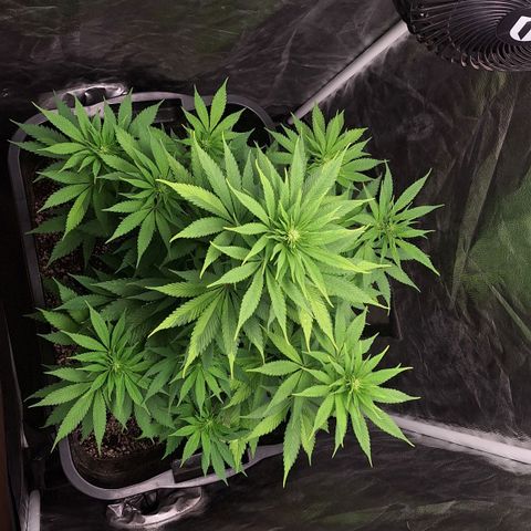 MJ 1702 - Auto XXL growlog timeline photo
