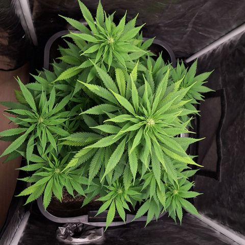 MJ 1702 - Auto XXL growlog timeline photo