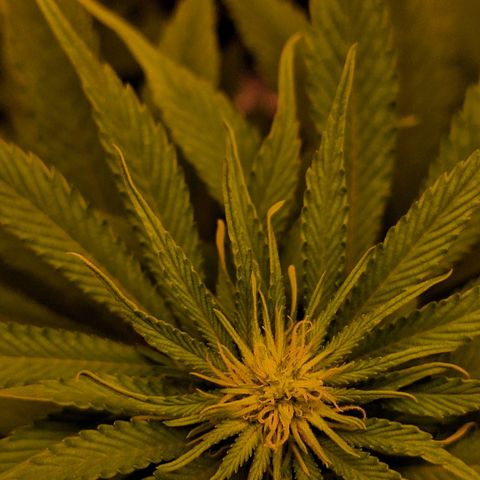 MJ 1702 - Auto XXL growlog timeline photo