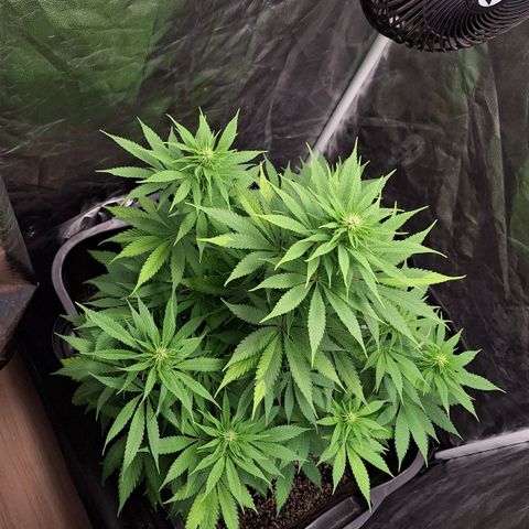 MJ 1702 - Auto XXL growlog timeline photo