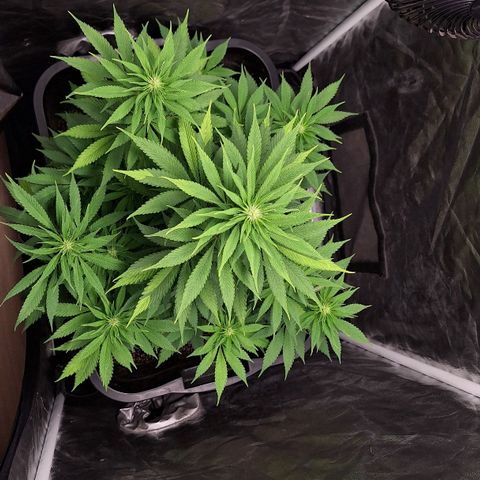 MJ 1702 - Auto XXL growlog timeline photo