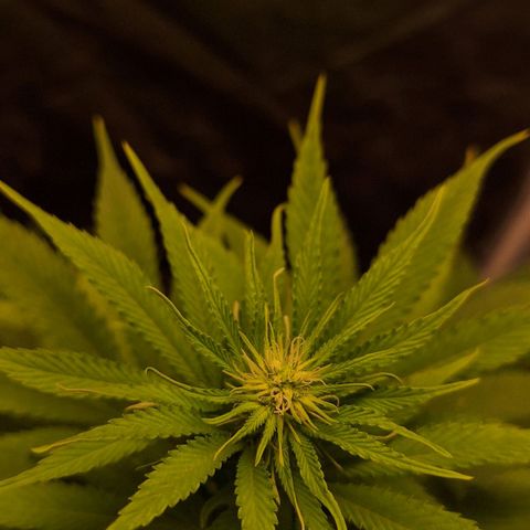 MJ 1702 - Auto XXL growlog timeline photo