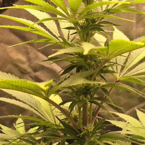 MJ 1702 - Auto XXL growlog timeline photo