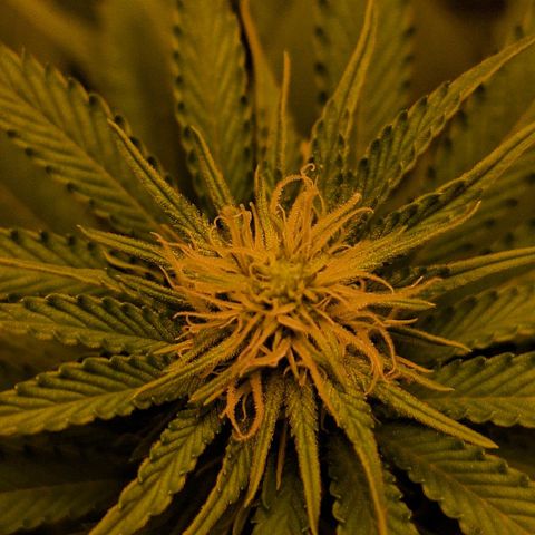 MJ 1702 - Auto XXL growlog timeline photo