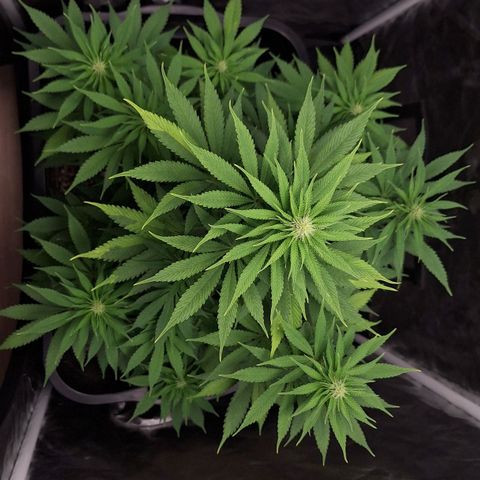 MJ 1702 - Auto XXL growlog timeline photo