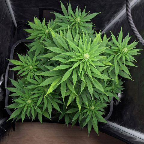 MJ 1702 - Auto XXL growlog timeline photo