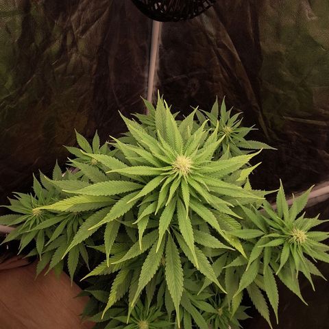 MJ 1702 - Auto XXL growlog timeline photo