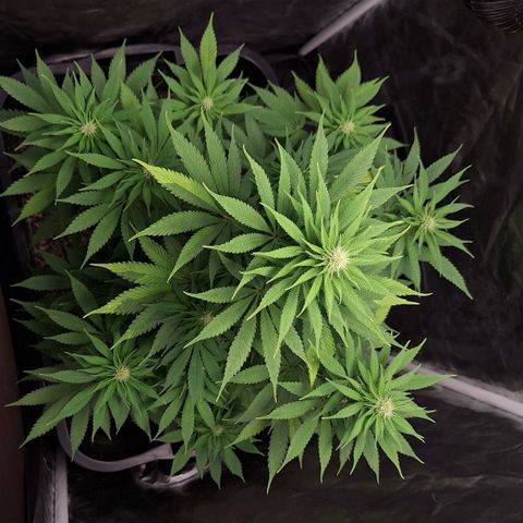 MJ 1702 - Auto XXL growlog timeline photo