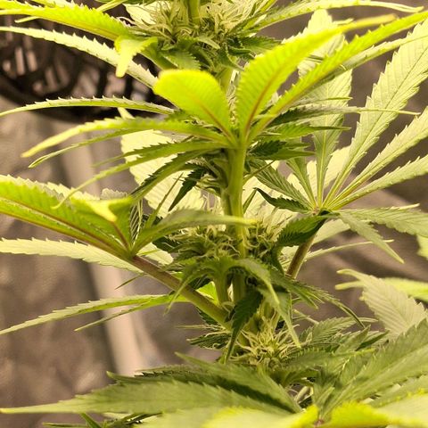 MJ 1702 - Auto XXL growlog timeline photo