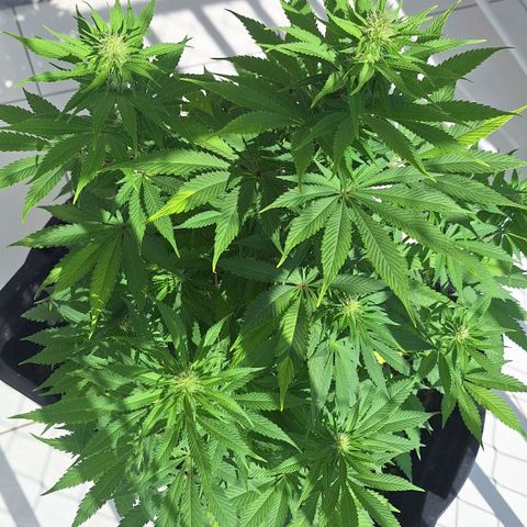 MJ 1702 - Auto XXL growlog timeline photo