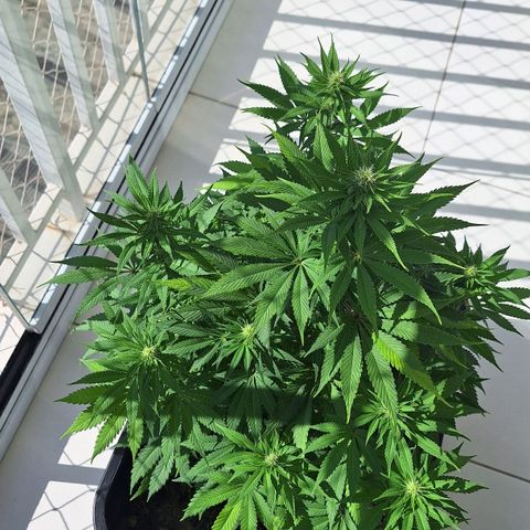 MJ 1702 - Auto XXL growlog timeline photo