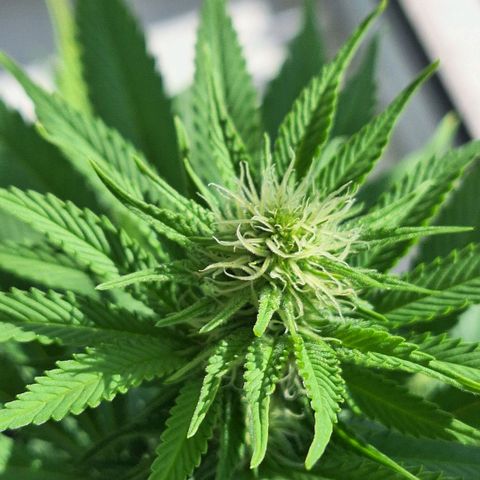 MJ 1702 - Auto XXL growlog timeline photo