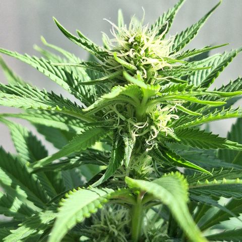 MJ 1702 - Auto XXL growlog timeline photo