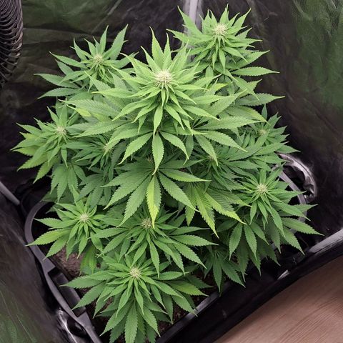 MJ 1702 - Auto XXL growlog timeline photo