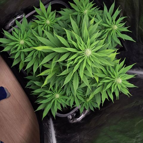 MJ 1702 - Auto XXL growlog timeline photo