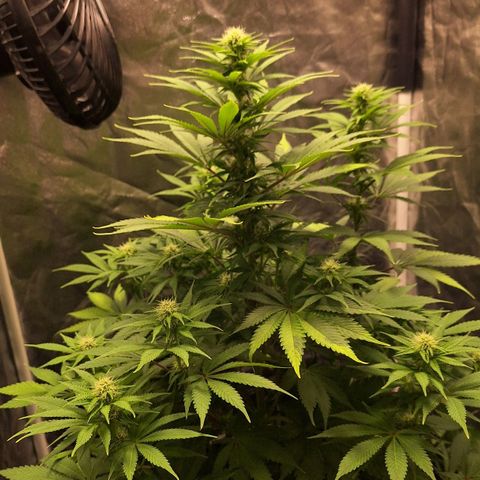 MJ 1702 - Auto XXL growlog timeline photo