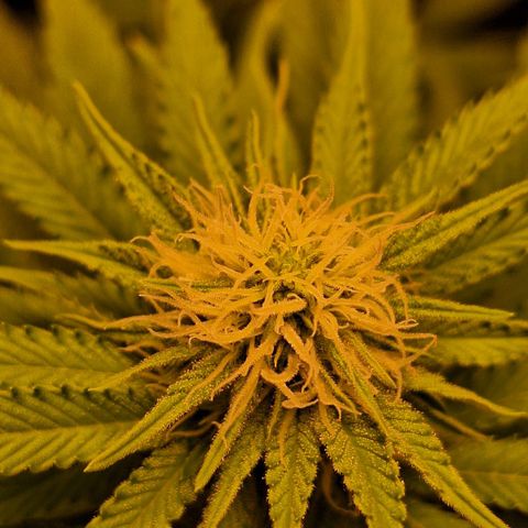 MJ 1702 - Auto XXL growlog timeline photo