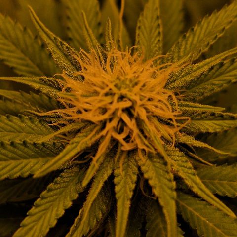 MJ 1702 - Auto XXL growlog timeline photo