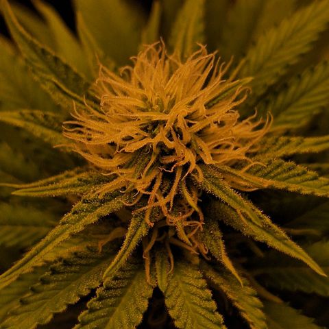 MJ 1702 - Auto XXL growlog timeline photo