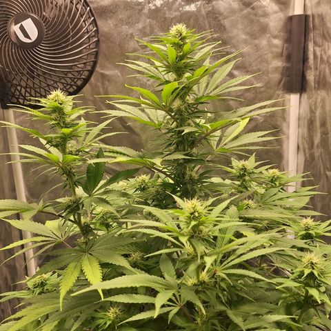 MJ 1702 - Auto XXL growlog timeline photo