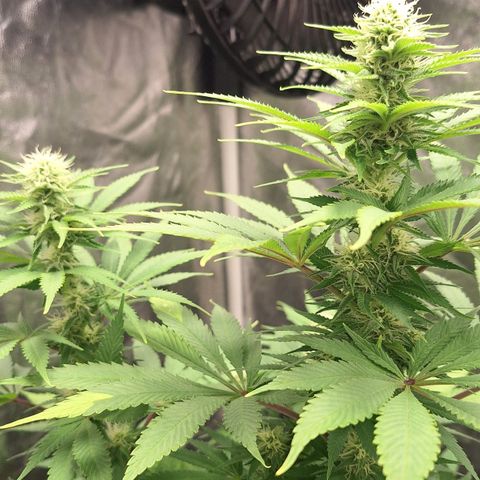 MJ 1702 - Auto XXL growlog timeline photo