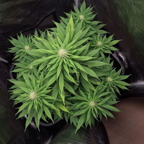 MJ 1702 - Auto XXL growlog timeline photo