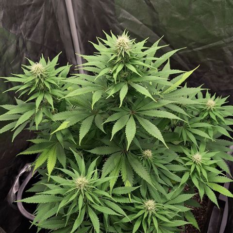 MJ 1702 - Auto XXL growlog timeline photo
