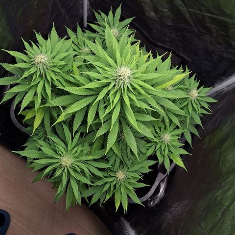 MJ 1702 - Auto XXL growlog timeline photo