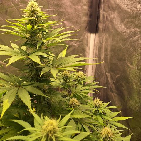 MJ 1702 - Auto XXL growlog timeline photo