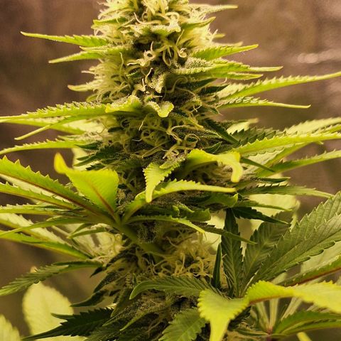 MJ 1702 - Auto XXL growlog timeline photo