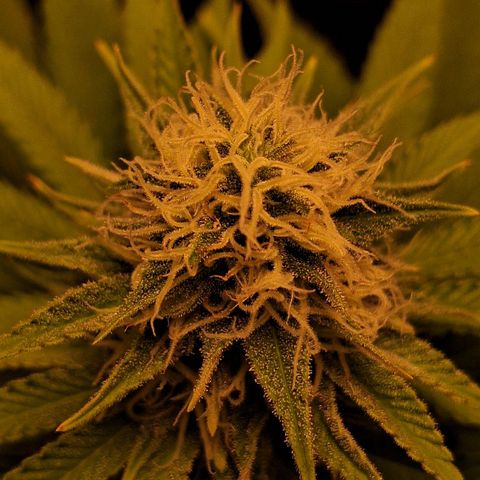 MJ 1702 - Auto XXL growlog timeline photo