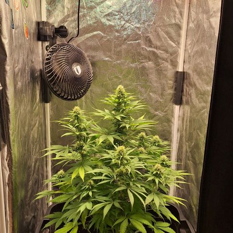 MJ 1702 - Auto XXL growlog timeline photo
