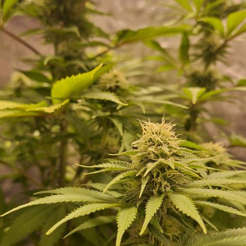 MJ 1702 - Auto XXL growlog timeline photo