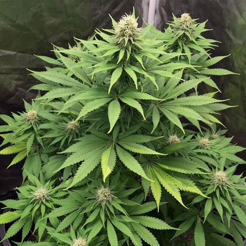 MJ 1702 - Auto XXL growlog timeline photo