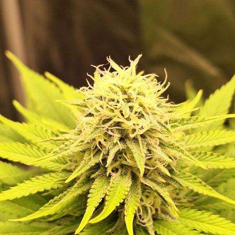 MJ 1702 - Auto XXL growlog timeline photo