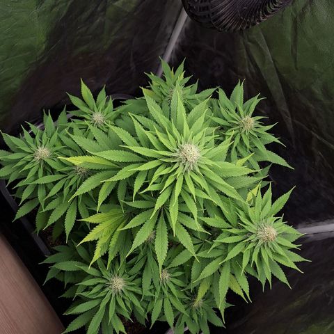 MJ 1702 - Auto XXL growlog timeline photo