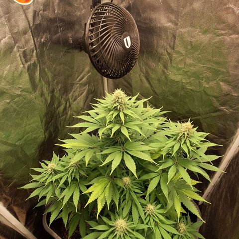 MJ 1702 - Auto XXL growlog timeline photo