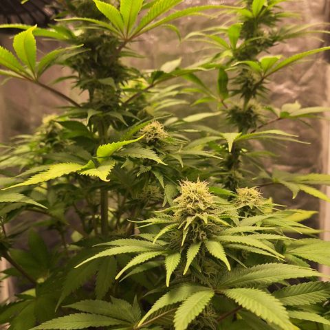MJ 1702 - Auto XXL growlog timeline photo