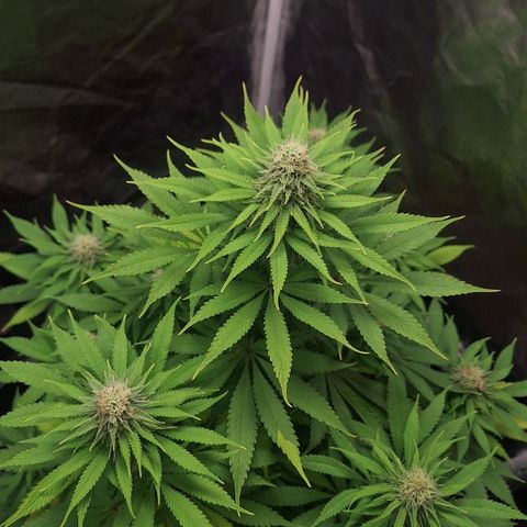 MJ 1702 - Auto XXL growlog timeline photo