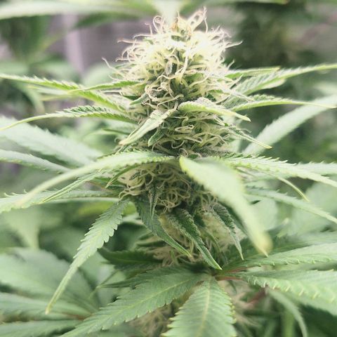 MJ 1702 - Auto XXL growlog timeline photo