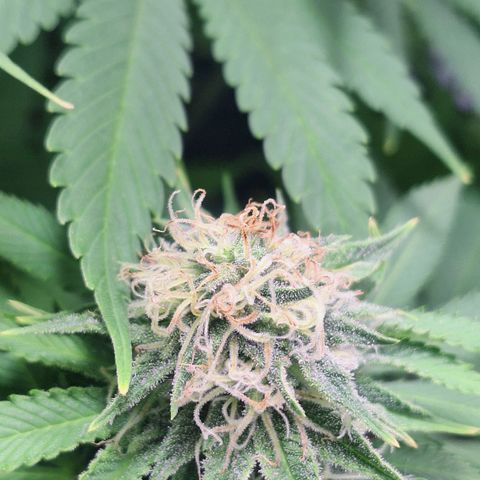 MJ 1702 - Auto XXL growlog timeline photo