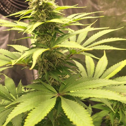 MJ 1702 - Auto XXL growlog timeline photo