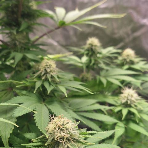 MJ 1702 - Auto XXL growlog timeline photo