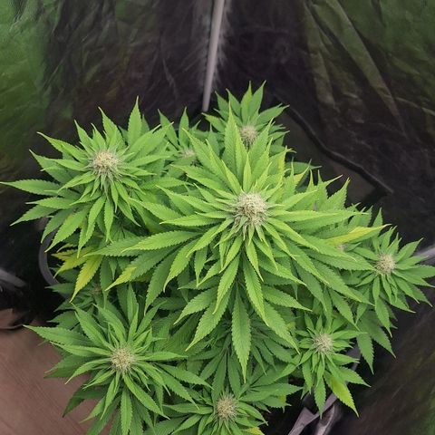 MJ 1702 - Auto XXL growlog timeline photo