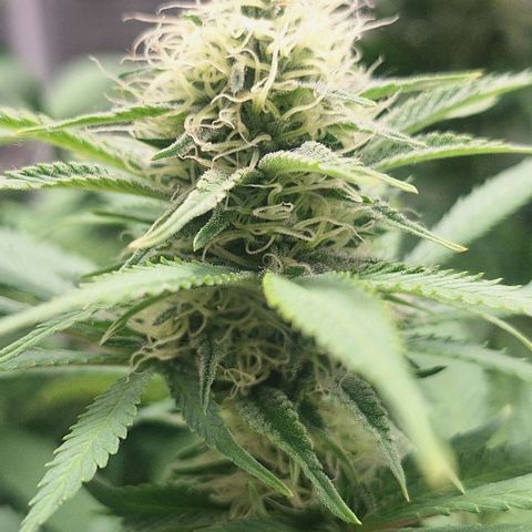 MJ 1702 - Auto XXL growlog timeline photo