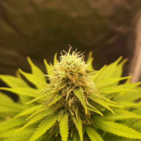 MJ 1702 - Auto XXL growlog timeline photo
