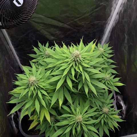 MJ 1702 - Auto XXL growlog timeline photo