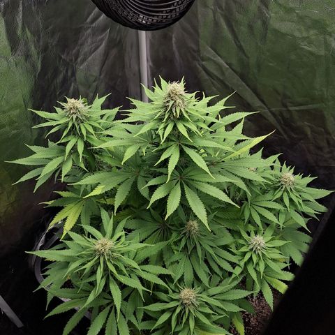 MJ 1702 - Auto XXL growlog timeline photo