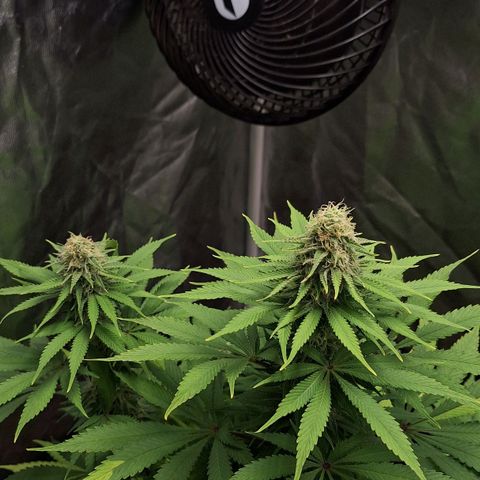 MJ 1702 - Auto XXL growlog timeline photo